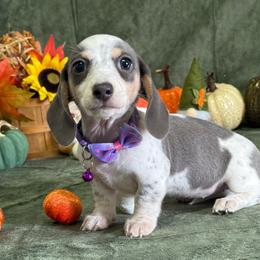 Blue Bonnet - Gray (blue) and cream female Dachshund puppy in Lincoln, Arkansas from Red Dirt Dachshunds