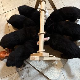 German Shepherd Puppies from Salty Raccoon Ranch German Shepherds