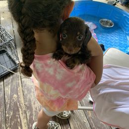 Dachshund Puppies from L & A Dachshunds