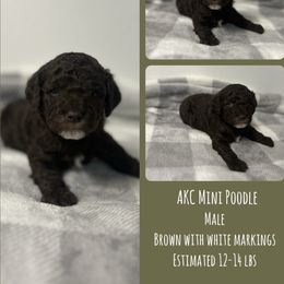 Poodle Puppies from Poodle Paradise
