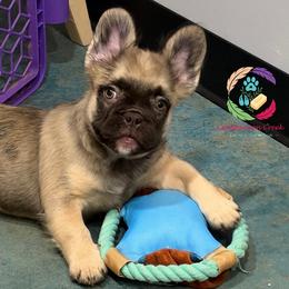 Cache - Fawn male French Bulldog puppy in Bowman, Georgia from Companion Creek Farm