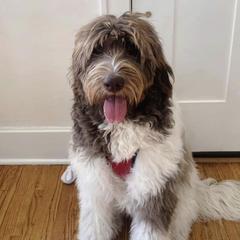 Assorted Doodle Crosses and Newfypoo All Grown Up from Hidden Haven Poodles and Doodles