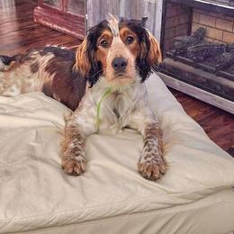 Rip/Wrangler - English Springer Spaniel