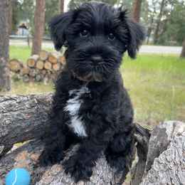 Lexus - Black male Miniature Schnauzer puppy in Colorado Springs, Colorado from Spice Mountain Puppies