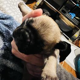 French Bulldog Puppies from Stratton Kennel