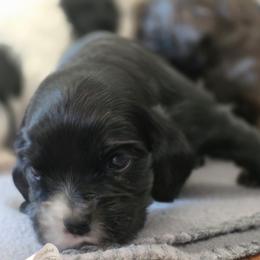 Echo - Black male Cocker Spaniel puppy in Winston Salem, North Carolina from Cocker Cottage