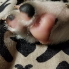 Nord Wachhund Puppies from Nordic Kennels