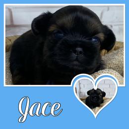 Jace - Sable male Shih Tzu puppy in Chico, California from North State Shih tzus