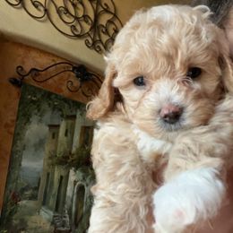 Maltipoo and Poodle Puppies from GG’s Maltipoos and Toy Poodles