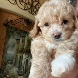 Maltipoo and Poodle Puppies from GG’s Maltipoos and Toy Poodles
