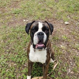 Dietz - Boxer
