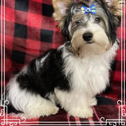 Biewer Terrier Puppies from Southern Star Biewers