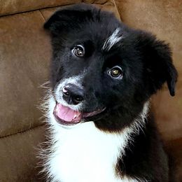 Sunny - Black & white male Miniature Australian Shepherd puppy in Punta Gorda, Florida from Christie's Creekside Aussies