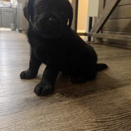 Blue - Black male Labrador Retriever puppy in Ruth, Mississippi from Red White & True Labradors
