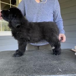 Girl 7 - Black female Newfoundland puppy in Bellingham, Washington from Salish Sea Newfoundlands