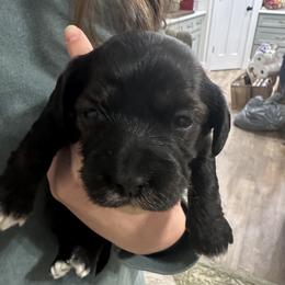 Topanga - Red sable female Havapoo puppy in Bailey, North Carolina from Reining Glory Acres