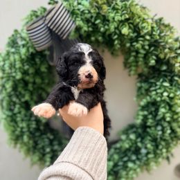Aspen - Black and white female Bernedoodle puppy in Malvern, Arkansas from Cove Creek Companions