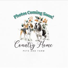 Fiona - Black and tan female Beagle puppy in Bois D Arc, Missouri from Country Home Pets and Farm