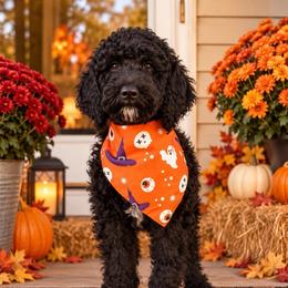 Elijah - Black male Goldendoodle puppy in Petersburg, West Virginia from Wv Diva Doodles