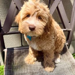 Light Blue  Ivy - Caramel cream female Australian Labradoodle puppy in Fontana, California from Grammy's Puppy Love doodles and poodles