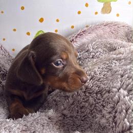 Rolo - Chocolate and tan male Dachshund puppy in Wytheville, Virginia from Dippin’ Dachs Mini Dachshunds