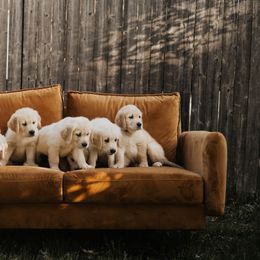 Golden Retriever Puppies from Rosemary Goldens