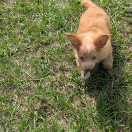 River - Red and white male Chihuahua puppy in Waycross, Georgia from OakView Farm Chihuahuas FB