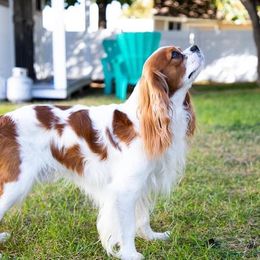 Pablo - Cavalier King Charles Spaniel