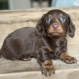 Dachshund Puppies from Cold Mountain Dachshunds