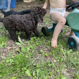 Barbet Puppies from Hydrangea Hills Farm