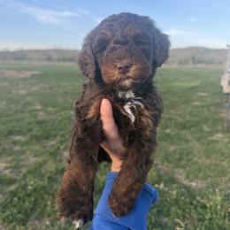 English Springer Spaniel, Poodle, and Springerdoodle Puppies from Little Mountain Springers, Springerdoodles & Poodles
