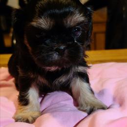 Girl 2 - Black and tan female Shih Tzu puppy in Belleville, Michigan from Patricia's Heavenly Earth Angels