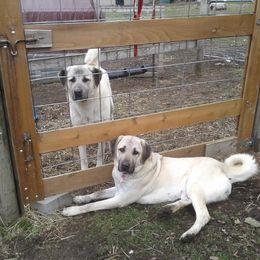 Anatolian Shepherd Dog and Kangal All Grown Up from Hidden Meadow Ranch