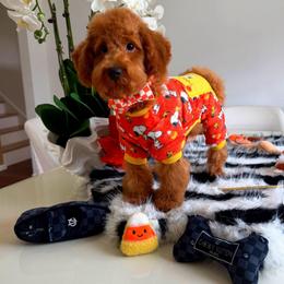 GEORGIE - Red male Maltipoo puppy in Sugar Land, Texas from Celebrity Maltipoos