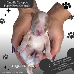 Lady Gaga - Blenheim female Cavapoo puppy in Fort Lupton, Colorado from Puppy Paws Colorado