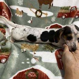 Rae - Piebald female Dachshund puppy in Magnolia, Texas from Carrie’s Countryside Dachshunds