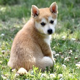 Pomsky and Siberian Husky Puppies from Blacktail Mountain Pomskies