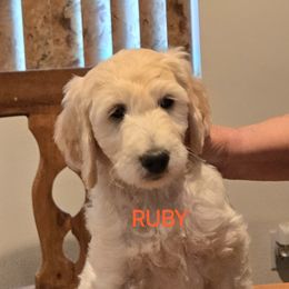 Goldendoodle Puppies from Sancass'd Goldendoodles