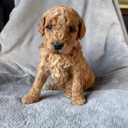Maple (purple collar) - Red  female Goldendoodle puppy in Lowville, New York from Adirondack Goldendoodles