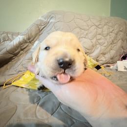Amore Scout - Light golden male Golden Retriever puppy in Gainesville, Florida from Heart and Soul Dog Breeding, Inc.
