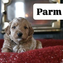 Parm - Apricot male Goldendoodle puppy in Dallas, Oregon from Angel Mortenson