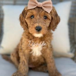Padmé - Apricot female Goldendoodle puppy in Gilbert, Arizona from Doodle Bliss