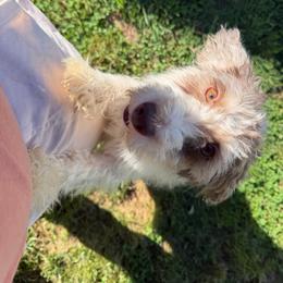Rosebud - Aussiedoodle