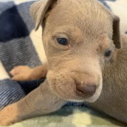 Conner - Silver male Great Dane puppy in Hutchinson, Kansas from Dappled Danes