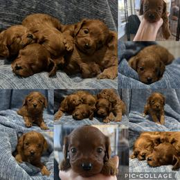 Cavapoo Puppies from Country Club Cavapoos