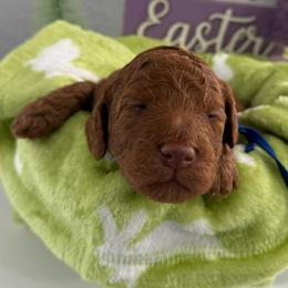 Buzz Lightyear - Red  male Goldendoodle puppy in Moreno Valley, California from Rainbow SoCal Doodles