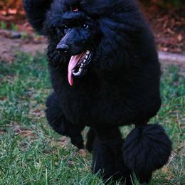 Poodle All Grown Up from Jumelage Standard Poodles