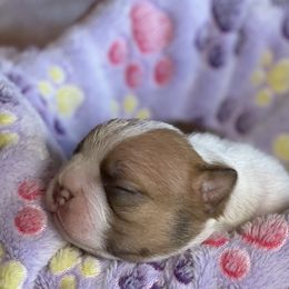 Boston Terrier Puppies from Dreamweaver Bostons