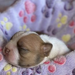 Boston Terrier Puppies from Dreamweaver Bostons