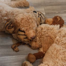Goldendoodle Puppies from FurEver Friends Doodles
